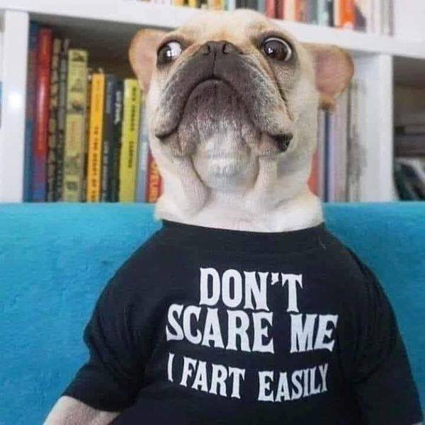 Funny Animals (62 pics)
