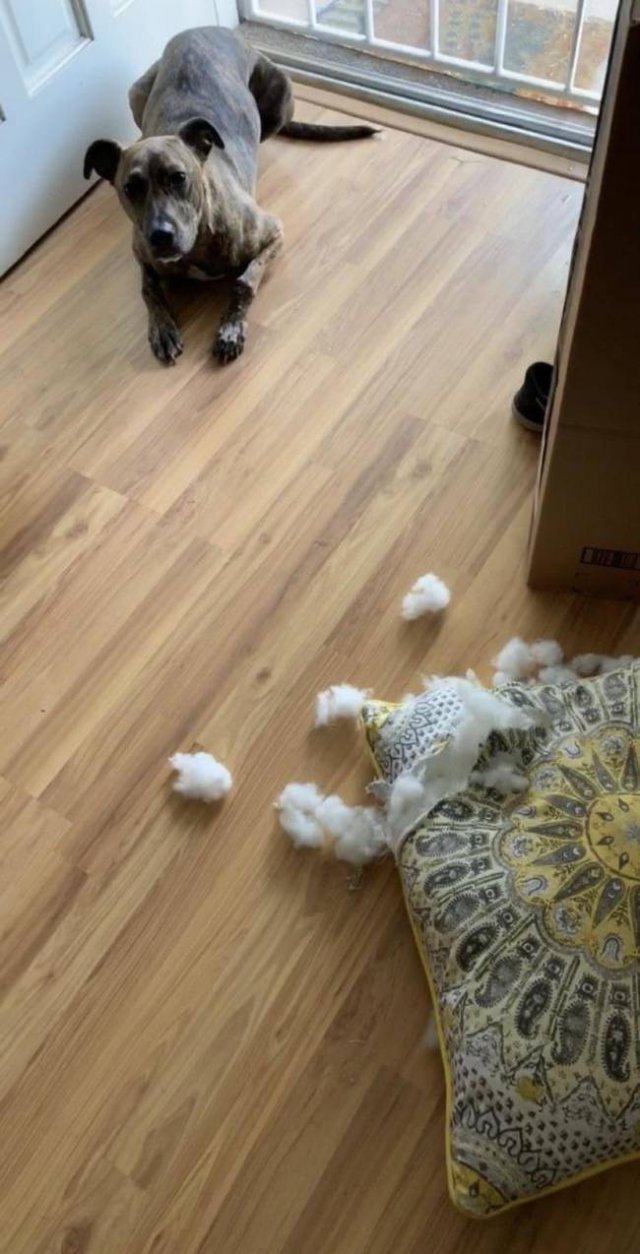 Dogs "Criminals" (30 pics)