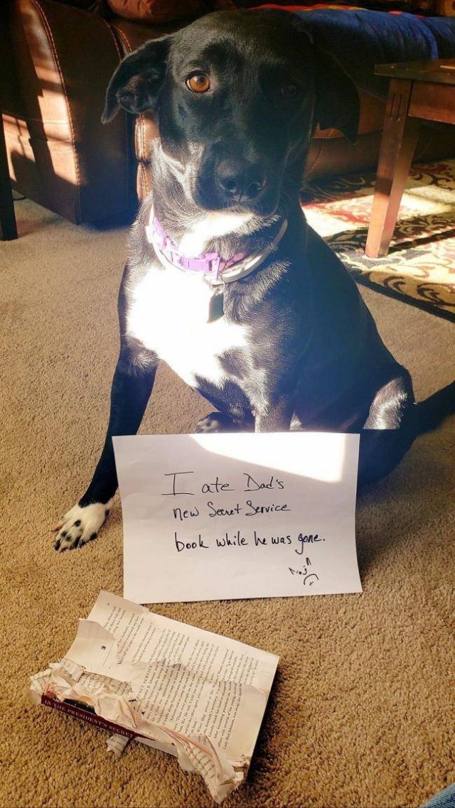 Dogs "Criminals" (30 pics)