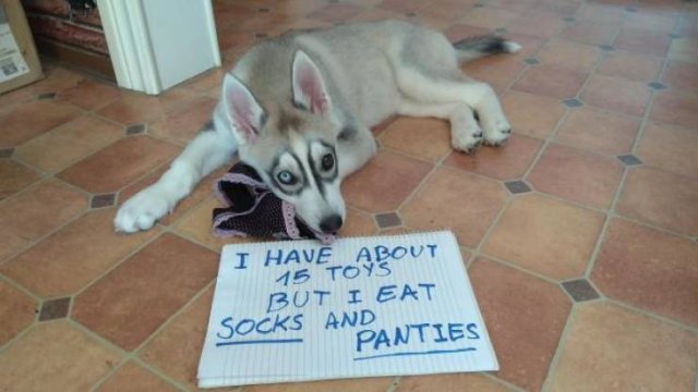 Dogs "Criminals" (30 pics)