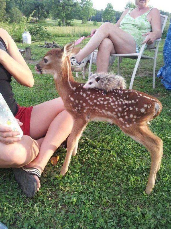 Funny Animals (62 pics)