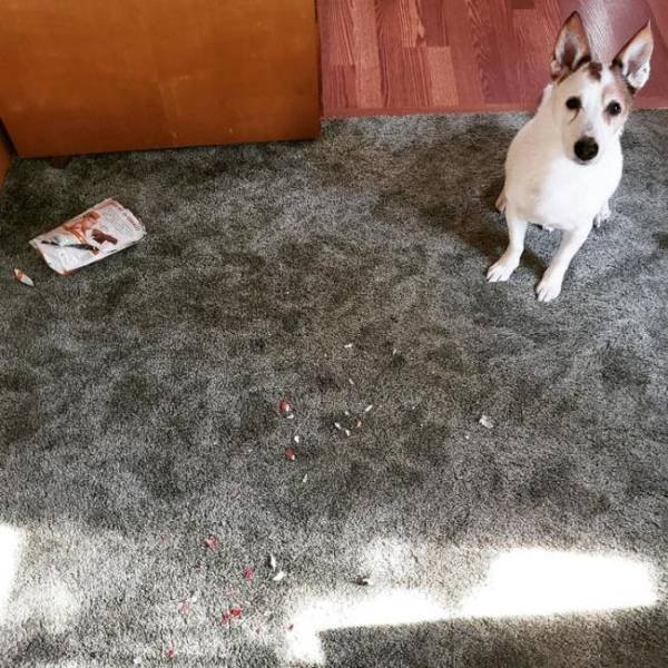 Dogs "Criminals" (30 pics)