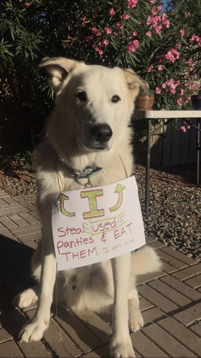 Dogs "Criminals" (30 pics)