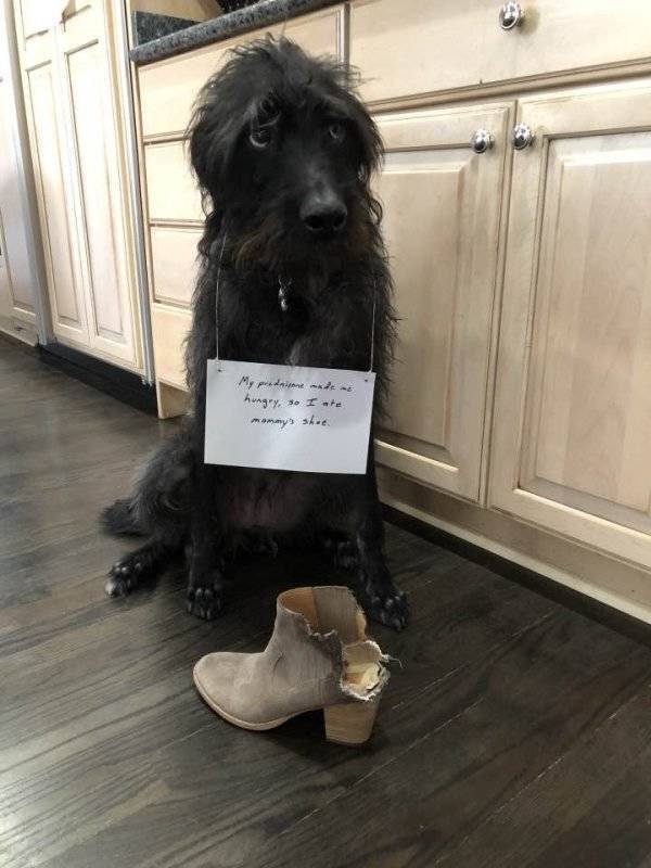 Dogs "Criminals" (30 pics)