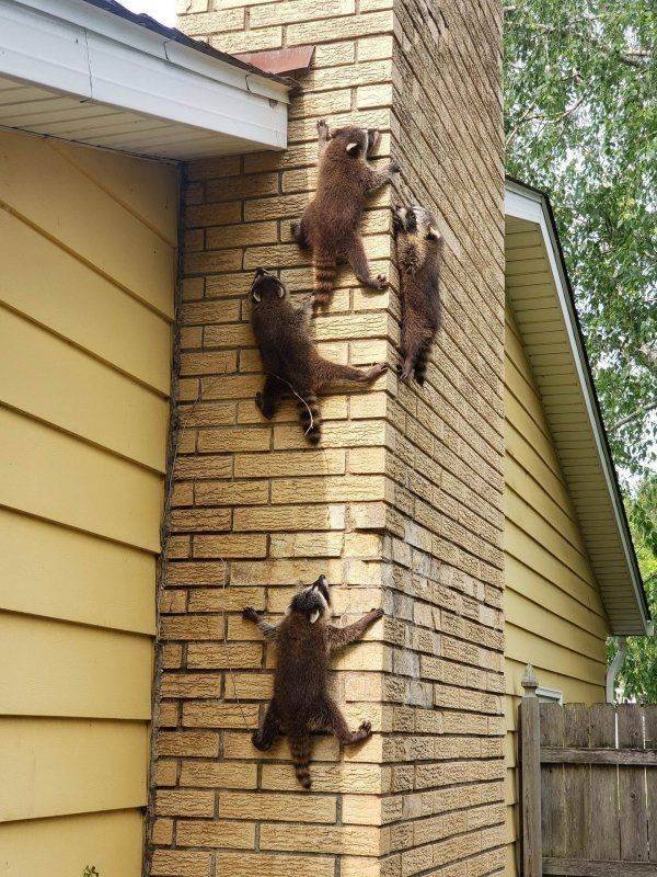 Funny Animals (62 pics)