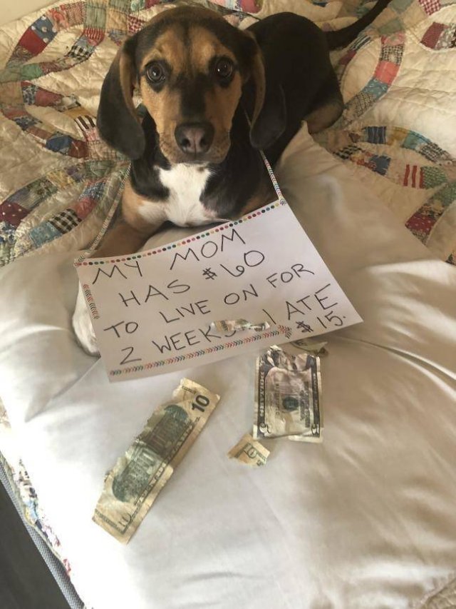 Dogs "Criminals" (30 pics)