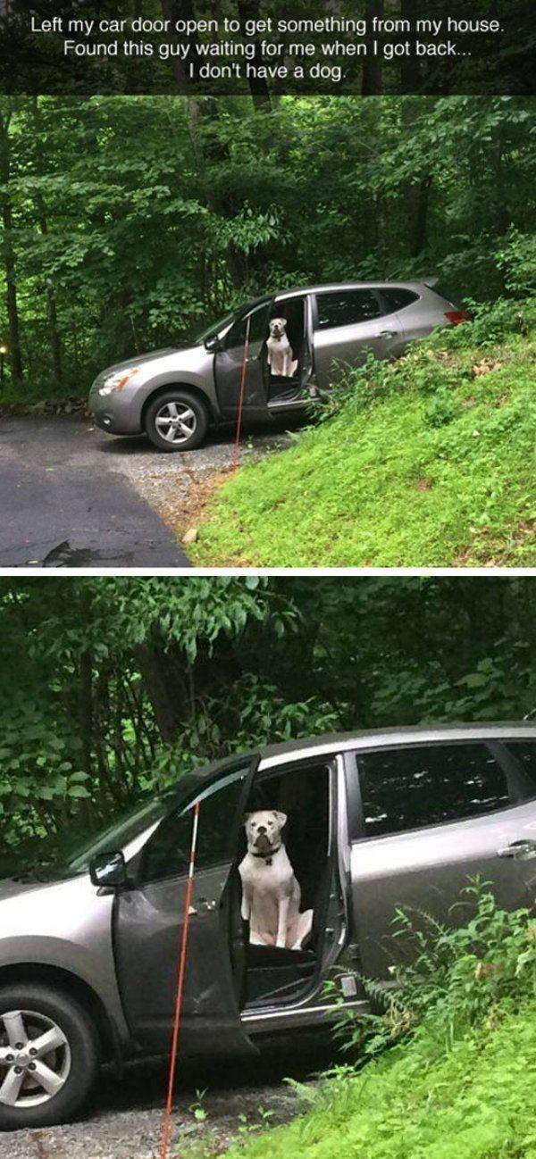 Funny Animals (62 pics)