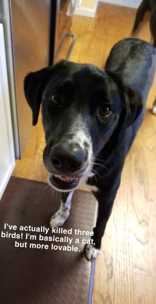 Dogs "Criminals" (30 pics)