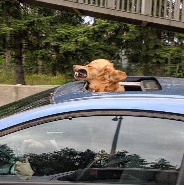 Funny Animals (62 pics)