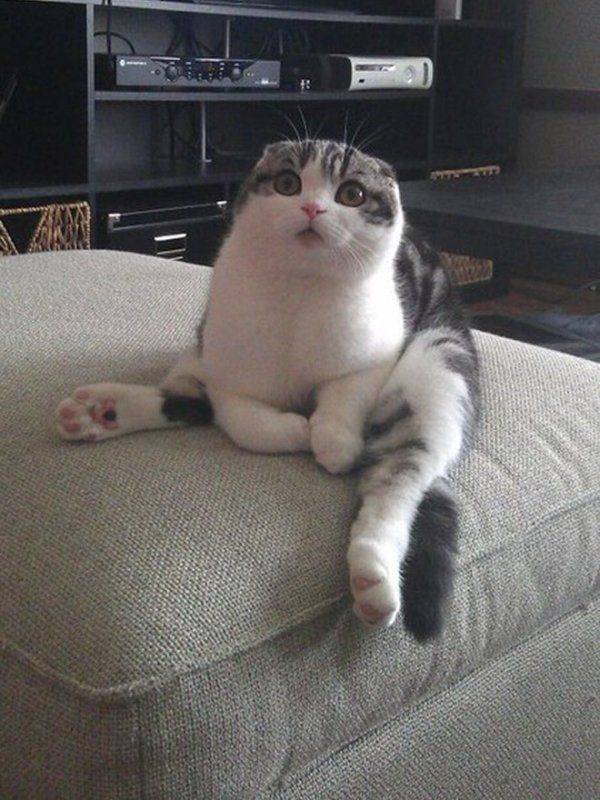 Funny Animals (62 pics)