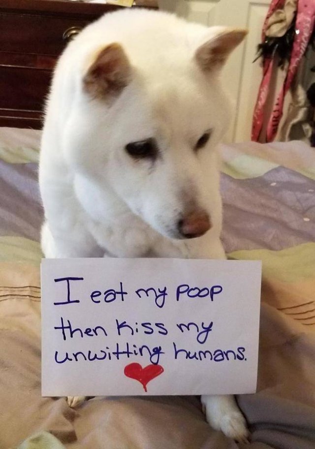 Dogs "Criminals" (30 pics)