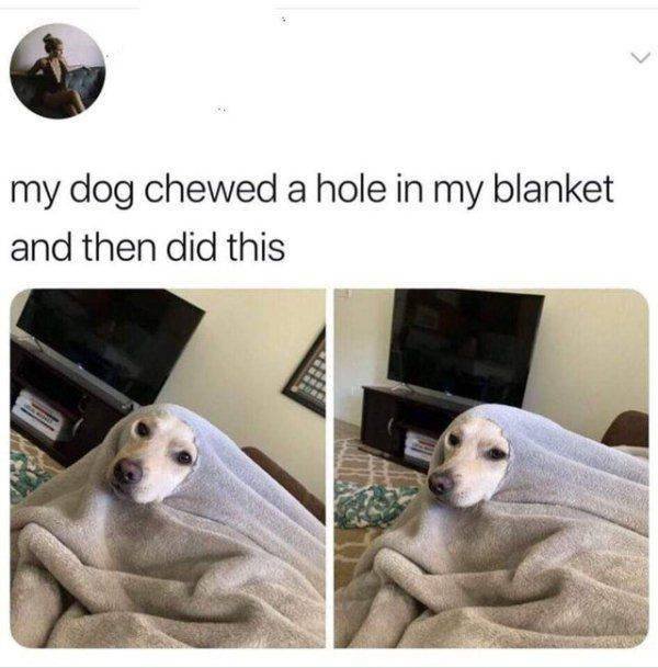 Funny Animals (62 pics)
