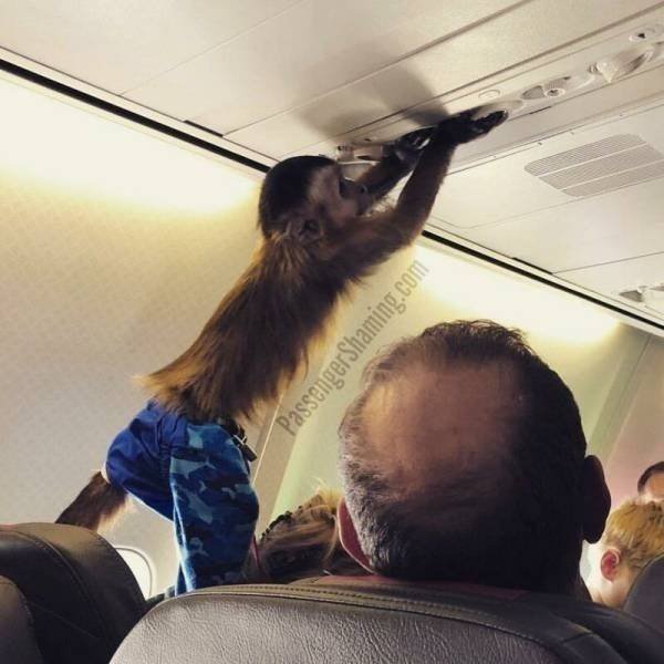 Funny Animals (62 pics)
