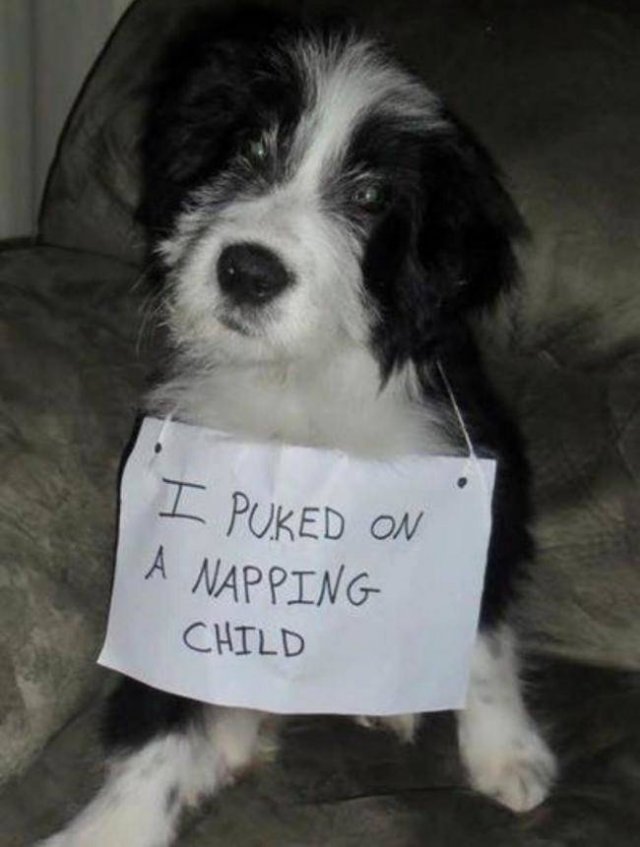 Dogs "Criminals" (30 pics)