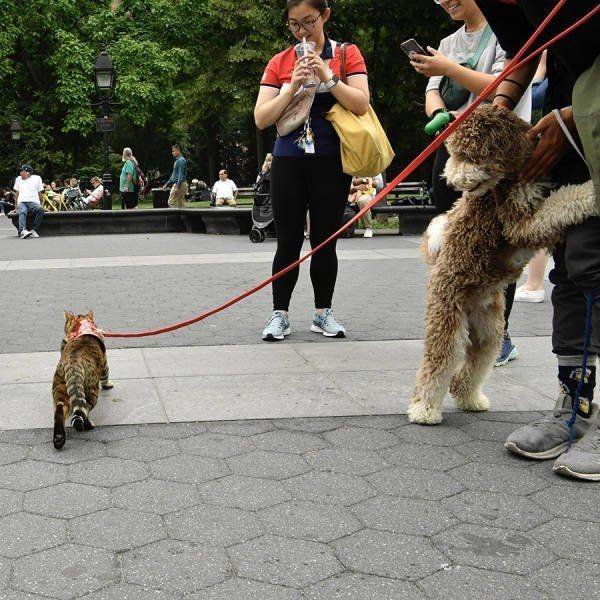 Funny Animals (62 pics)