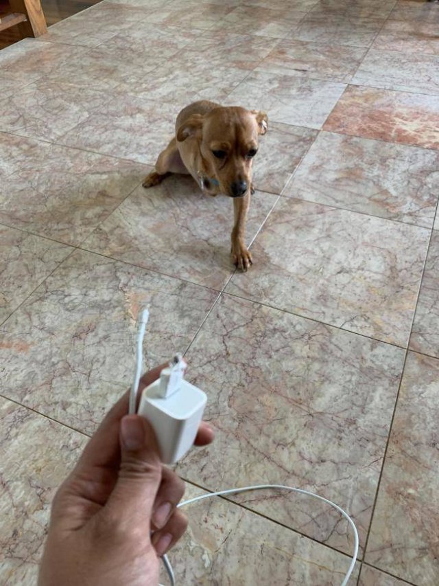 Dogs "Criminals" (30 pics)