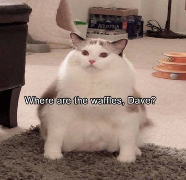 Funny Animals (62 pics)
