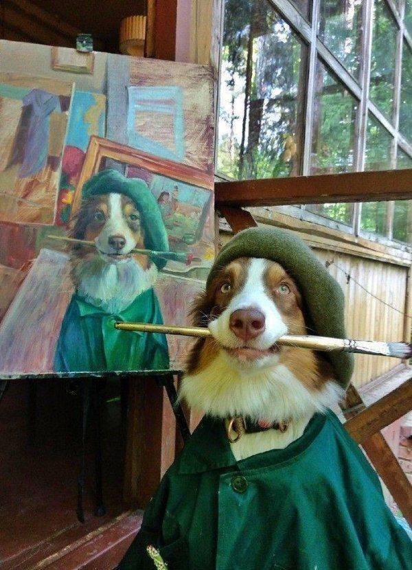 Funny Animals (62 pics)