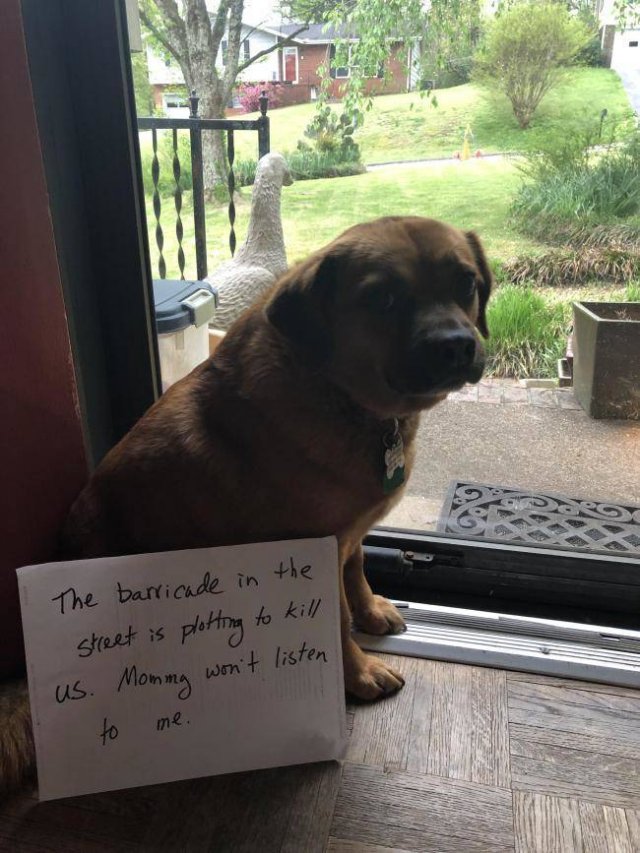Dogs "Criminals" (30 pics)