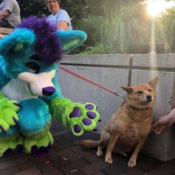 Funny Animals (62 pics)