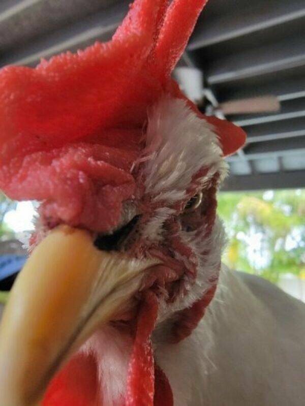 Funny Animals (48 pics)