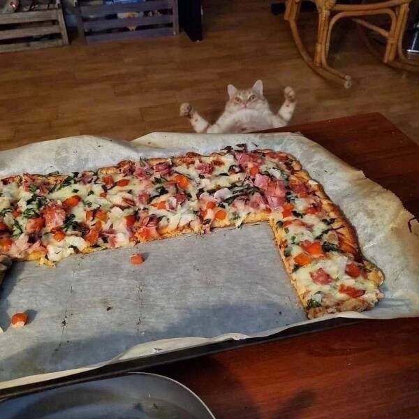 Funny Animals (48 pics)