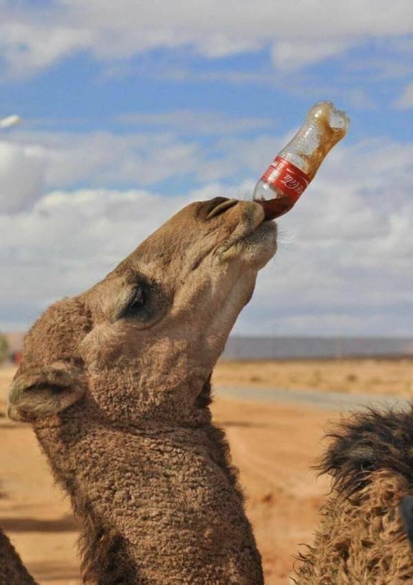 Funny Animals (48 pics)