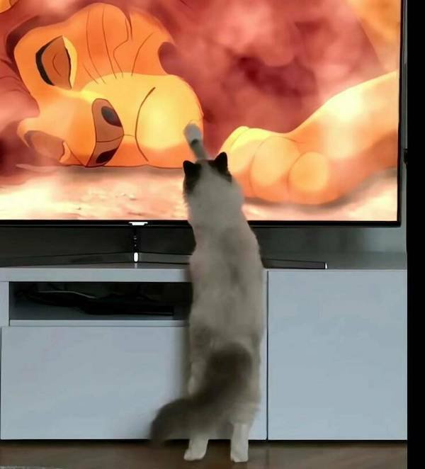 Funny Animals (48 pics)