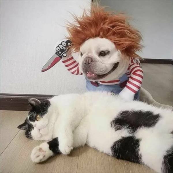 Funny Animals (48 pics)