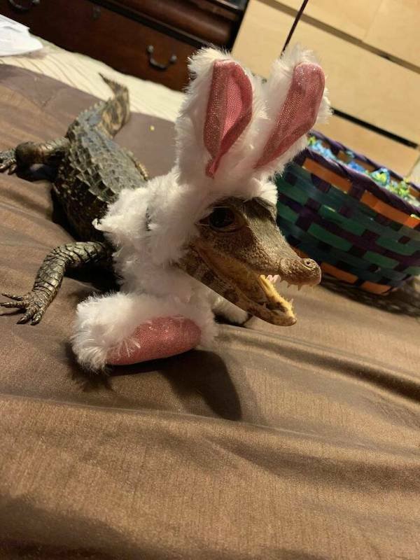 Funny Animals (48 pics)