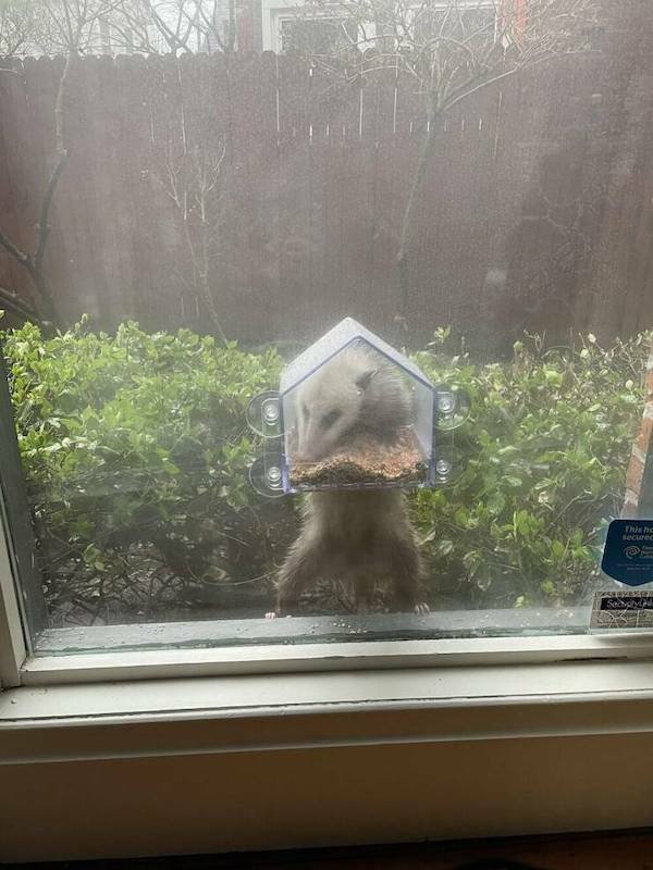 Funny Animals (48 pics)