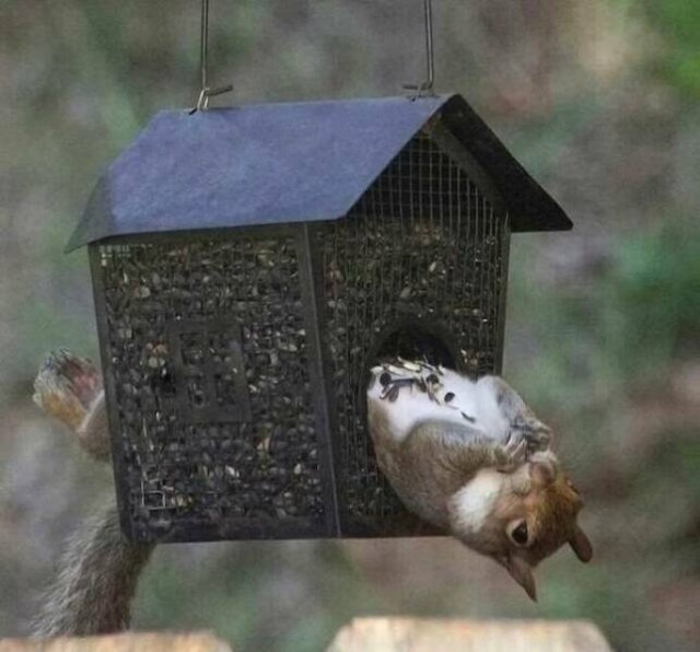 Funny Animals (48 pics)
