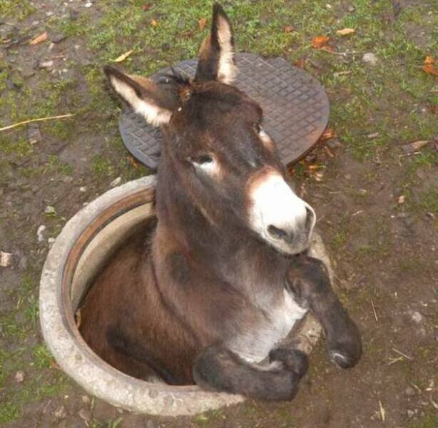 Funny Animals (48 pics)