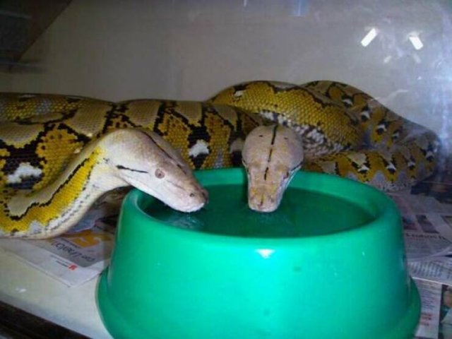 Funny Animals (48 pics)