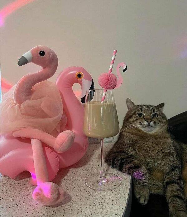 Funny Animals (48 pics)