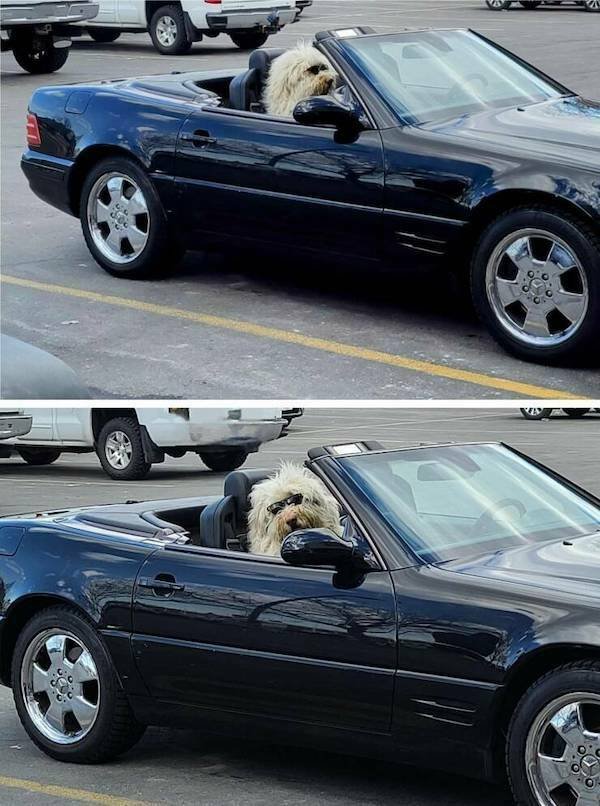 Funny Animals (48 pics)