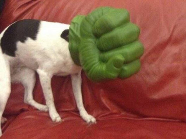 Funny Animals (48 pics)