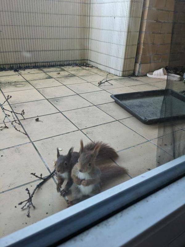 Funny Animals (48 pics)