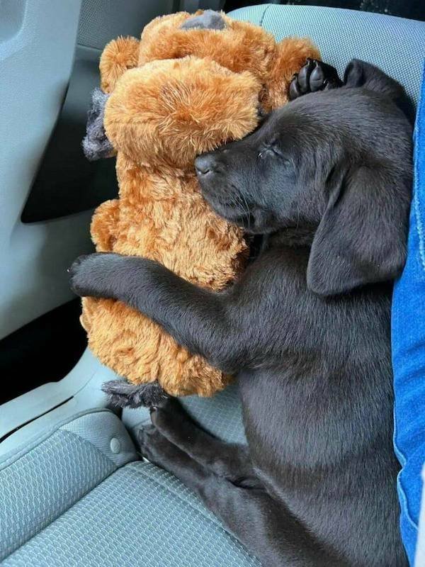 Funny Animals (48 pics)