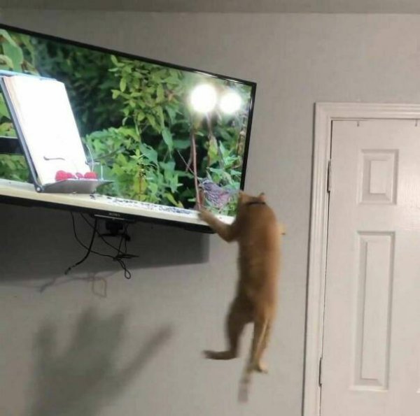 Cute And Funny Cats (26 pics)