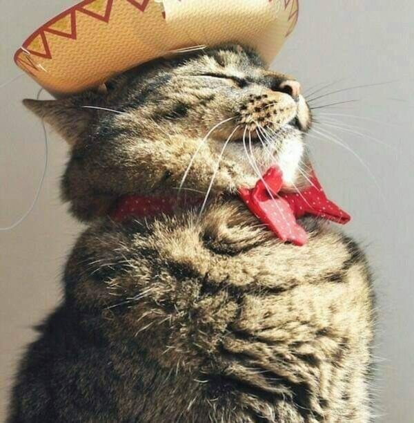 Cute And Funny Cats (26 pics)