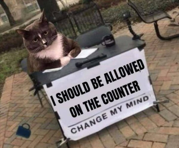 Cute And Funny Cats (26 pics)