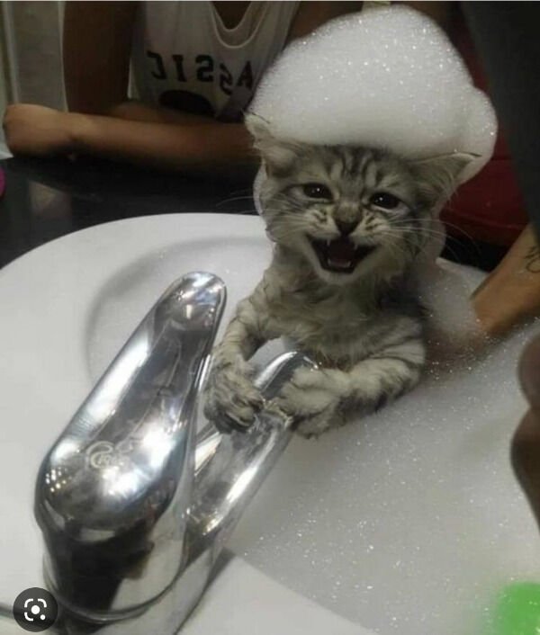 Cute And Funny Cats (26 pics)