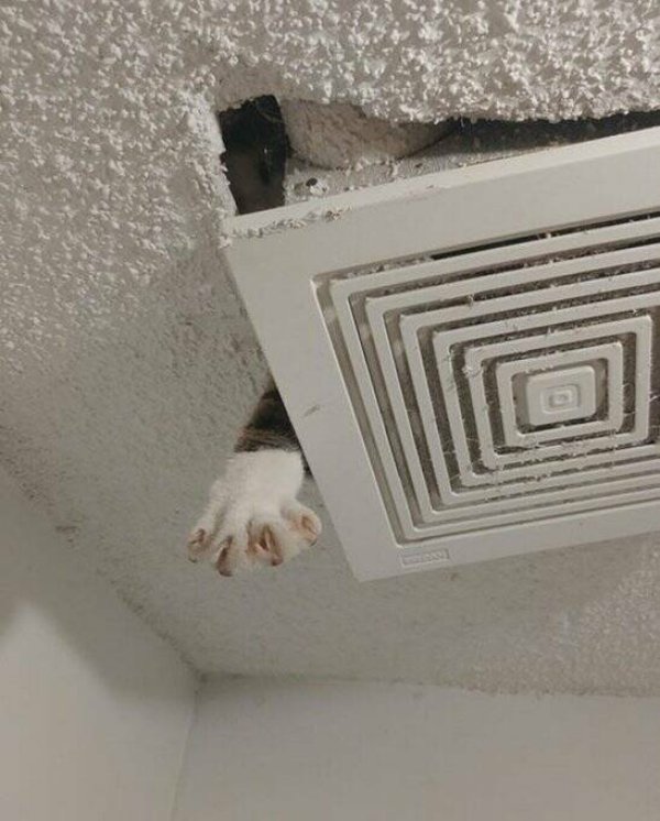 Cute And Funny Cats (26 pics)