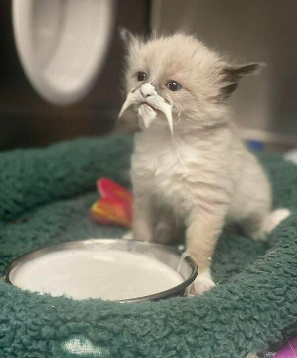 Cute And Funny Cats (26 pics)