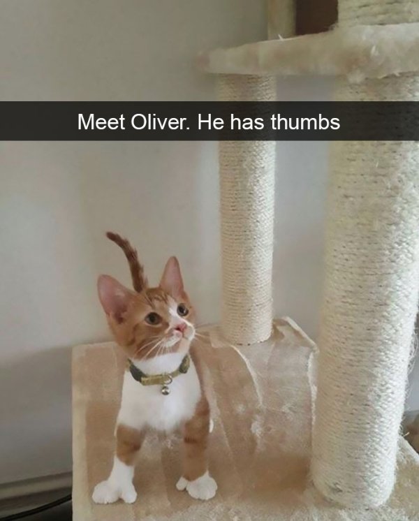 Cute And Funny Cats (26 pics)