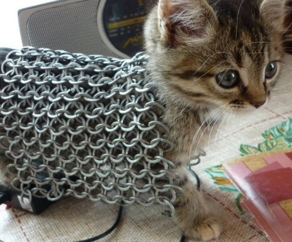Cute And Funny Cats (26 pics)