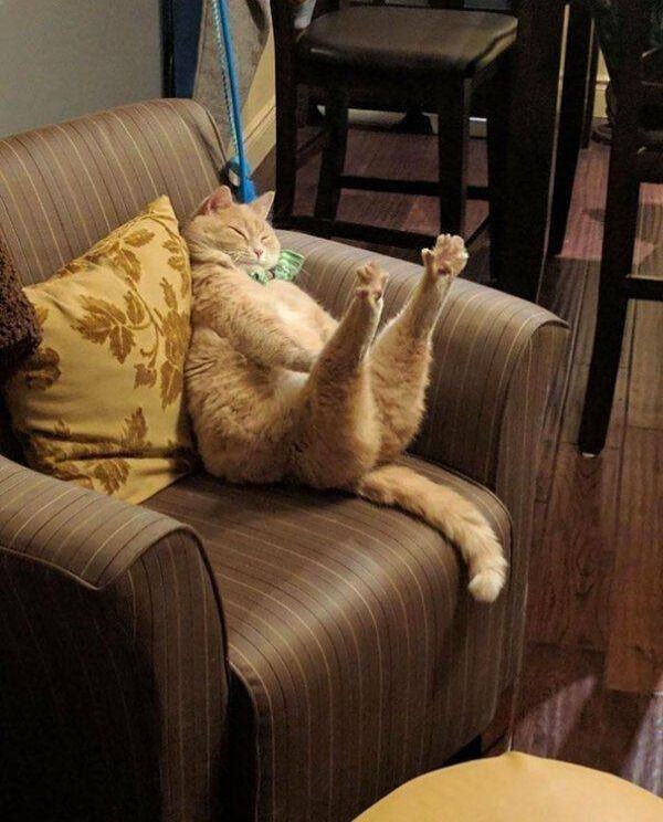 Cute And Funny Cats (26 pics)