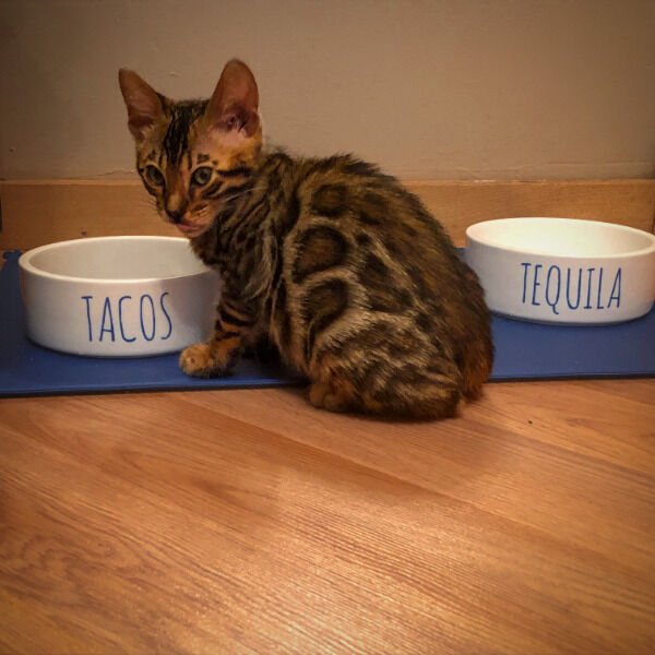 Cute And Funny Cats (26 pics)