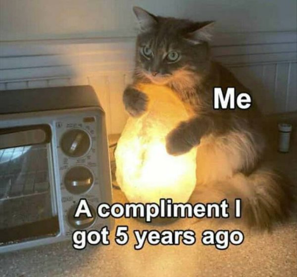 Cute And Funny Cats (26 pics)